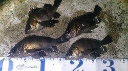 須磨でメバリング、ヒットパターンはデットスローとクリアー系ワーム