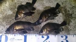 須磨でメバリング、ヒットパターンはデットス…