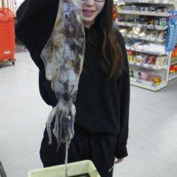ヤエンでアオリイカ500〜1000g3バイの釣果