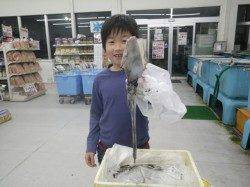 お子様釣果　すさみ港でヤエン釣り