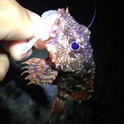 買い物帰りの短時間ガシリング釣行楽しめました