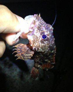 買い物帰りの短時間ガシリング釣行楽しめました