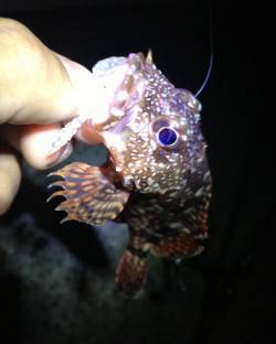 買い物帰りの短時間ガシリング釣行楽しめまし…