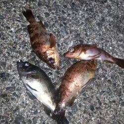 今年初のナイトメバリング、連続で5匹キャッチ！