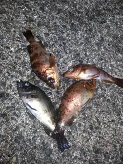 今年初のナイトメバリング、連続で5匹キャッ…