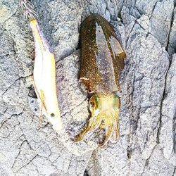 白浜にて昼間の短時間エギング釣行