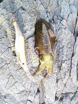 白浜にて昼間の短時間エギング釣行