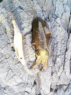 白浜にて昼間の短時間エギング釣行