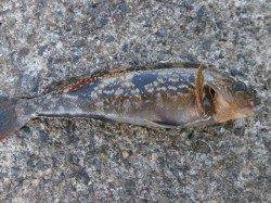 アブラメ　ブラクリで狙って下さい in 南港海釣り公園