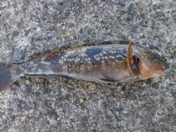 アブラメ　ブラクリで狙って下さい in 南…