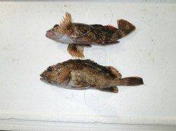 アブラメ　ブラクリで狙って下さい in 南港海釣り公園