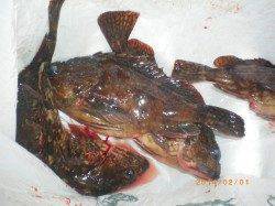 姫路市立遊漁センター、久しぶりの釣果です♪