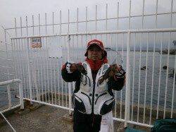 【6日】大阪南港海釣り公園でガシラ