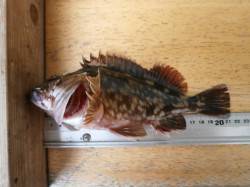 【6日】大阪南港海釣り公園でガシラ