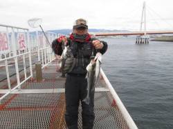 尼崎魚つり公園、40分間ほどの時合にハネを…
