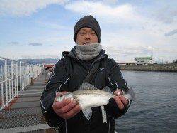 尼崎魚つり公園、40分間ほどの時合にハネをゲット