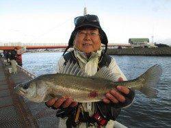 尼崎魚つり公園、午前中にチヌ47cmがあがりました！