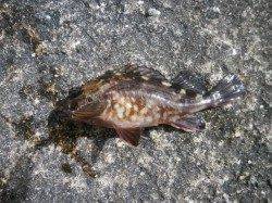 南港海釣り公園　ガシラ＆チヌ　波止場は寒いです