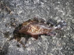 南港海釣り公園　ガシラ＆チヌ　波止場は寒い…