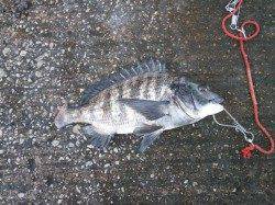 南港海釣り公園　ガシラ＆チヌ　波止場は寒いです