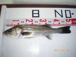 姫路市立遊漁センター、ウキ釣りでハネが釣れました