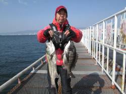 スズキ60cm＆チヌ43cm in 尼崎市…