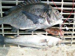 大阪南港魚つり園、年なしチヌ50cmにハネ、ガシラ