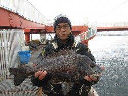 良型のチヌの釣果あります！ in 尼崎市立魚つり公園