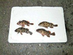 年なしにあと４ミリの良型チヌ！ 大阪南港魚つり園