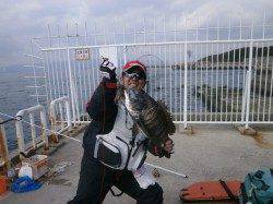 年なしにあと４ミリの良型チヌ！ 大阪南港魚つり園