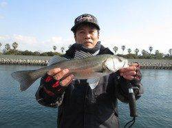 絶好の釣日和の尼崎市立魚つり公園でハネ釣り