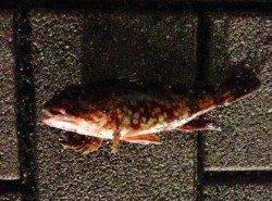 買い物帰りの短時間ガシリング釣行楽しめました