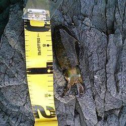 白浜にて昼間の短時間エギング釣行