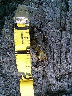 白浜にて昼間の短時間エギング釣行