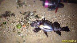 フロートリグでのメバルキャッチで脱ボーズ♪