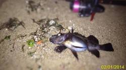 フロートリグでのメバルキャッチで脱ボーズ♪…