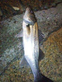 高砂港のメバリングで四目達成！