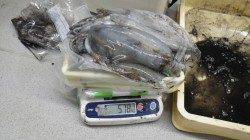 見草漁港磯のエギングでアオリイカ爆釣！！