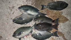 すさみ地磯でグレ７枚、喰いは渋めでした