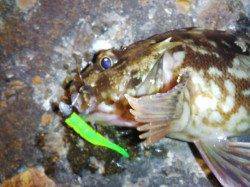 高砂港のメバリングで四目達成！