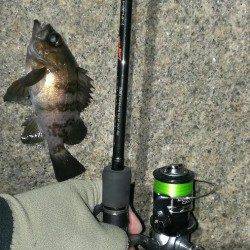 りんくうでメバリング、フォール中に23㎝がヒット