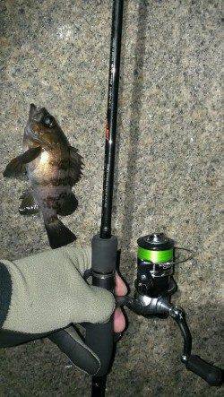 りんくうでメバリング、フォール中に23㎝がヒット