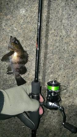 りんくうでメバリング、フォール中に23㎝が…