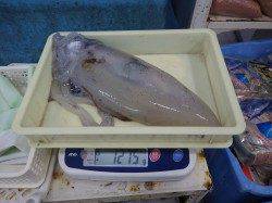 すさみ堤防でエギングでの釣果