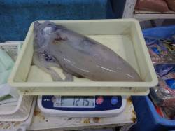 すさみ堤防でエギングでの釣果