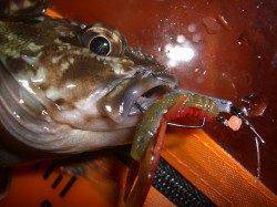 轟　剛鉄様より【ジャングルジム製品】のモニターレポート