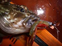 轟　剛鉄様より【ジャングルジム製品】のモニターレポート