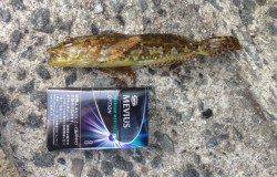 そろそろメバルシーズン到来! 25cmと22cmがHIT