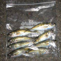 城ヶ崎でアジング、少年アングラーもアジをキャッチ！