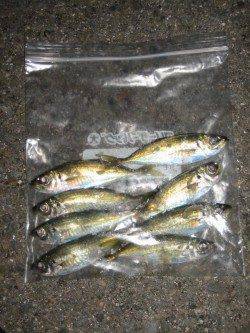 城ヶ崎でアジング、少年アングラーもアジをキャッチ！